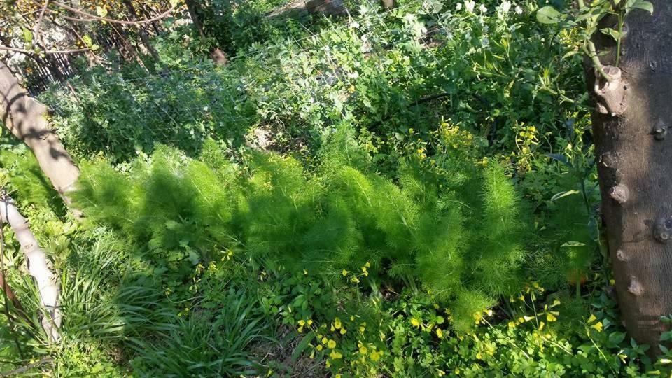 Villino L'Aranceto Sorrentino Panzió Meta Kültér fotó